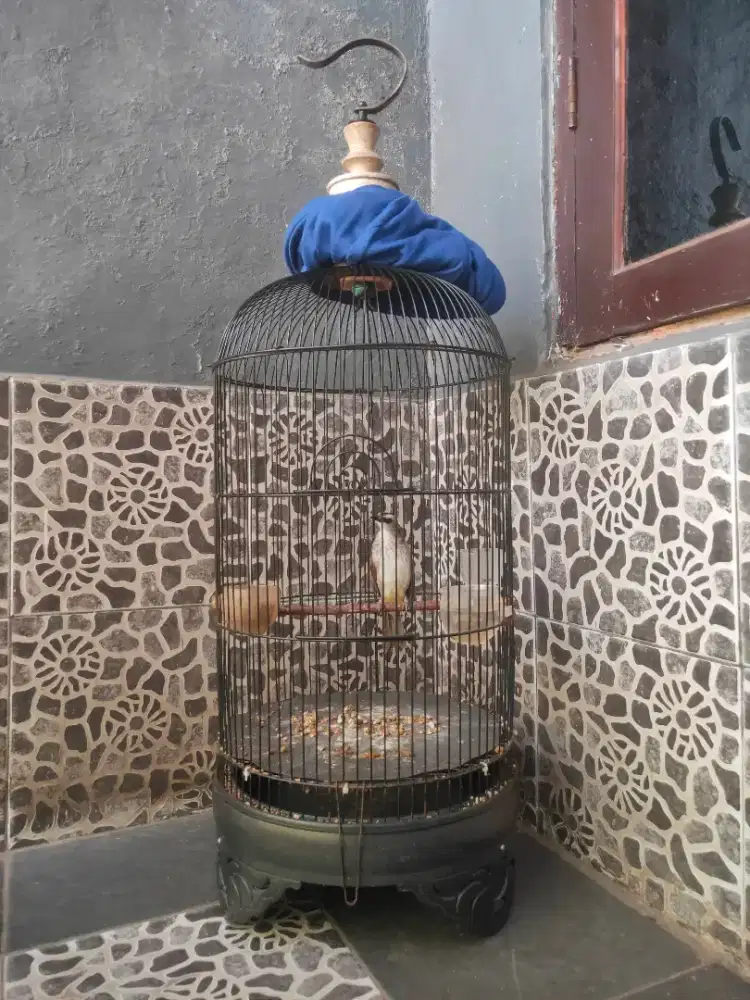 Burung Trucukan Jantan