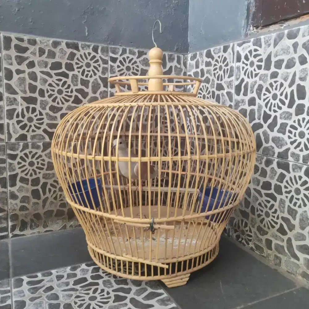 Burung Puter Jantan