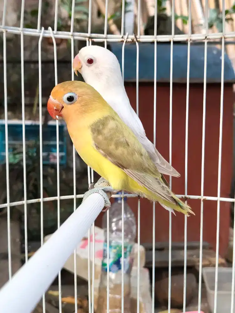 Lovebird sepasang PF Bio x Aqua Pb
