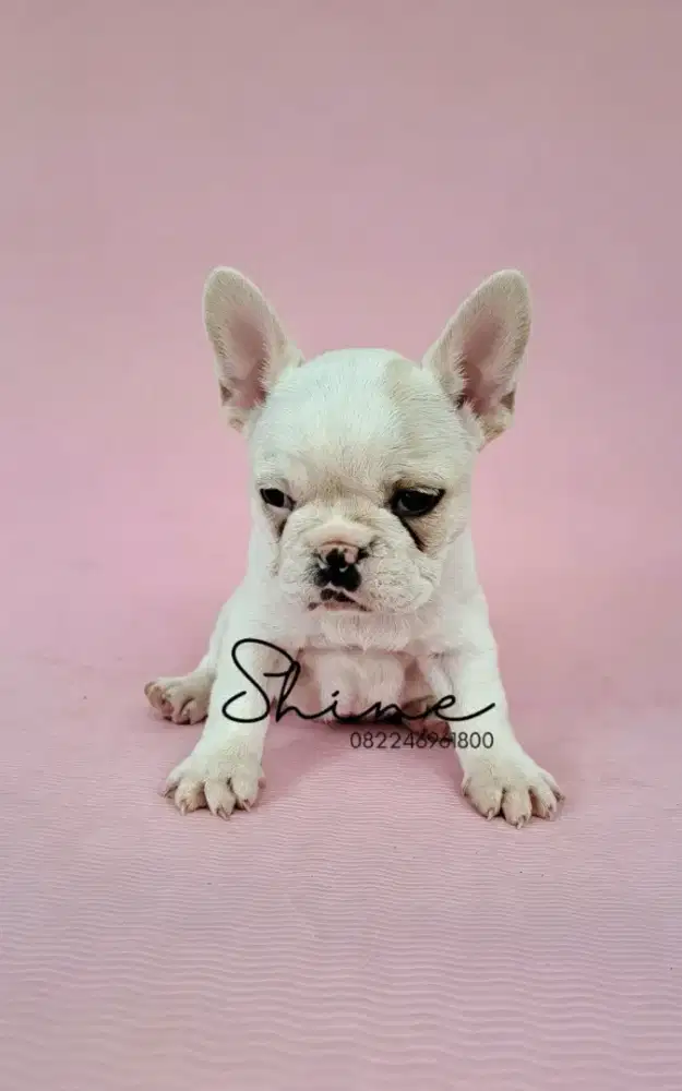 anjing french bulldog betina usia 1.5 bln super gemoy