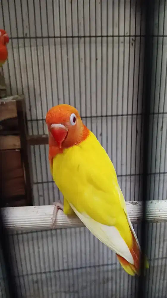 Lovebird biola lutino MM
