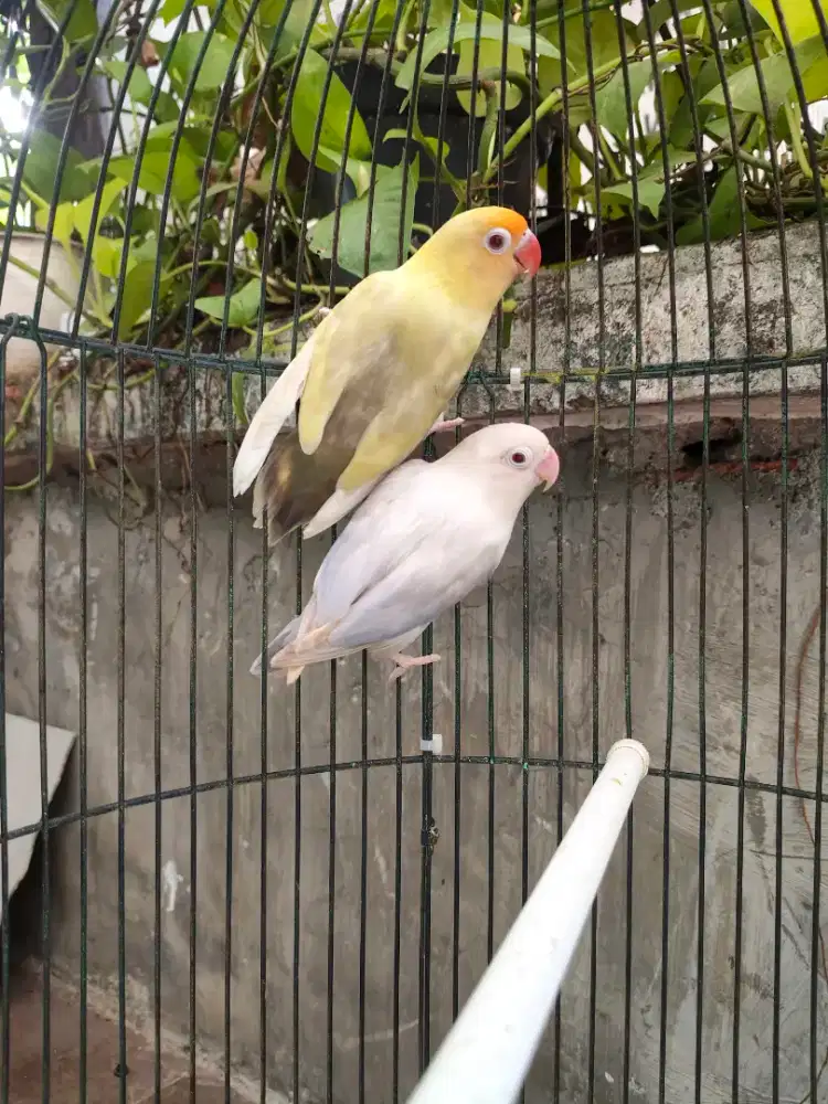 Lovebird sepasang Pf bio vio x PF Green