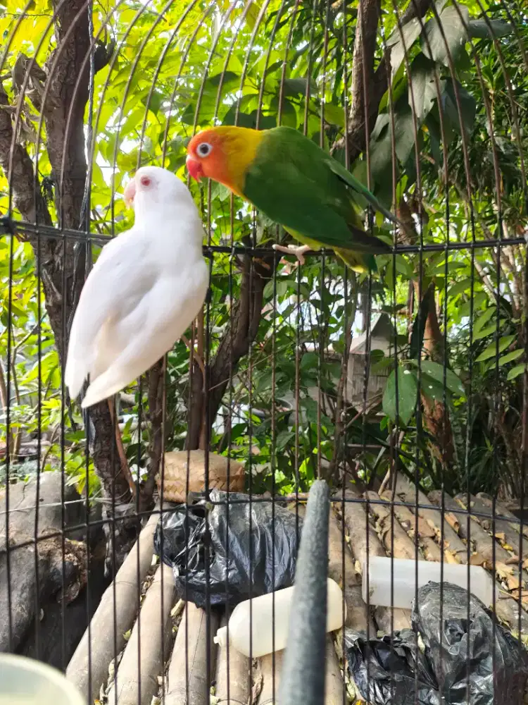 Lovebird sepasang Albino mm x Delute