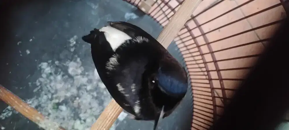 Murai batu blorok