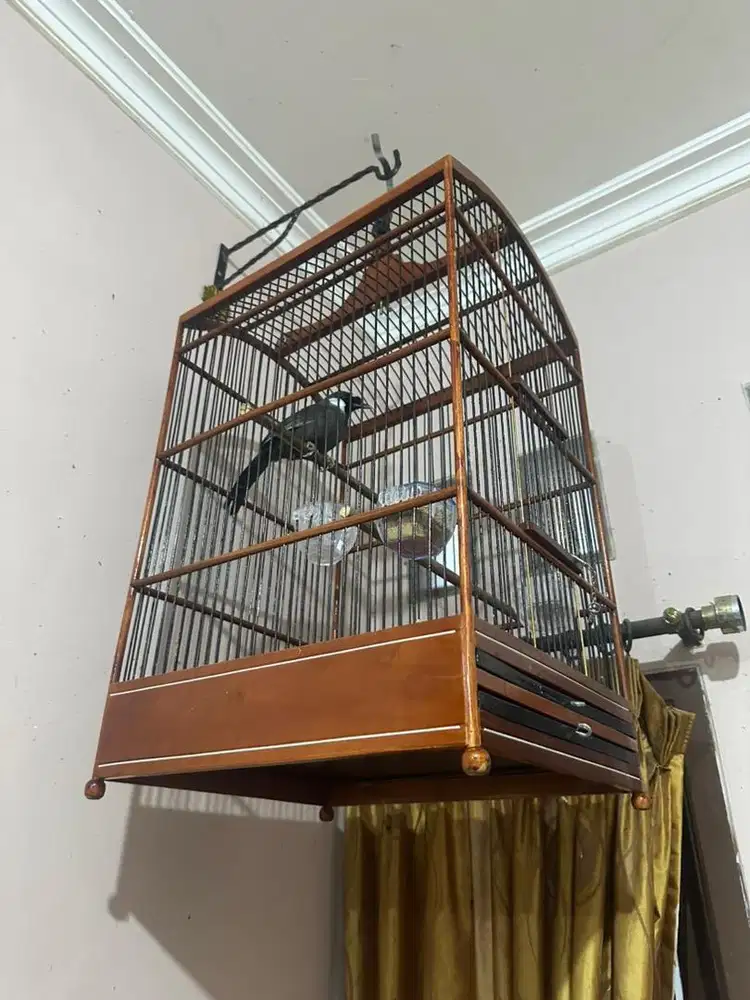 Poksay Hongkong Gacor (Pipi Putih)