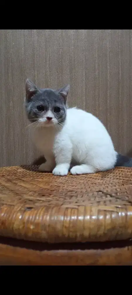 Kitten BSH Munchkin