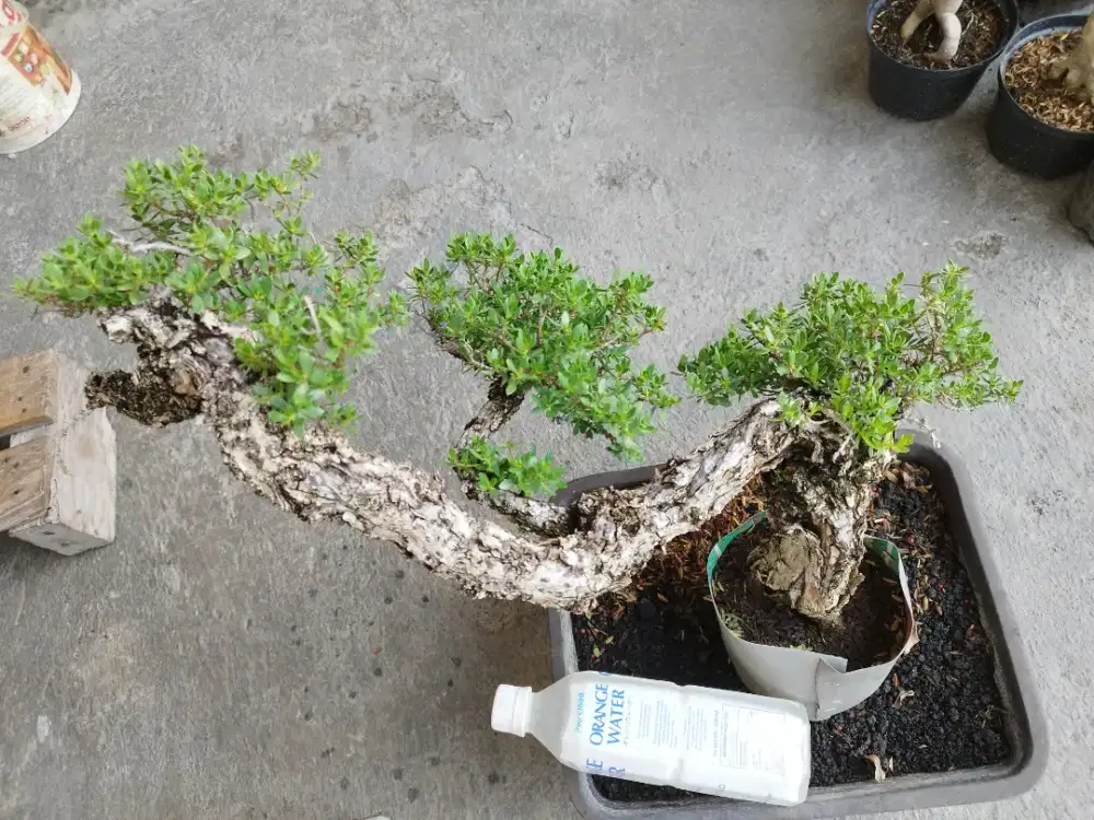 Bonsai Santigi Saumlaki