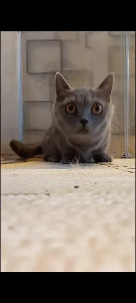 Kitten BSH Munchkin