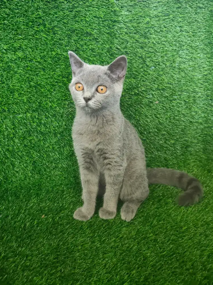 Kucing Betina BSHxBSH