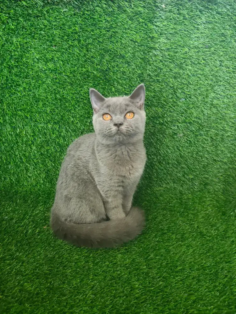 Kucing Betina BSH Denpasar