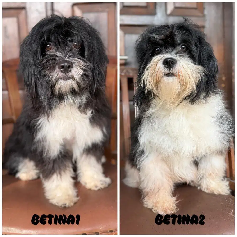 Shihtzu betina 1th MURAAAAH