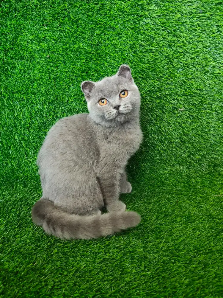 kucing Scottish BSH Denpasar