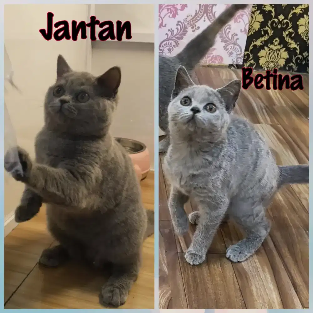 Kucing Sepasang BSH