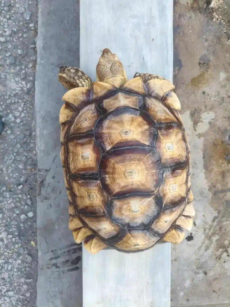 Sulcata size 43cm