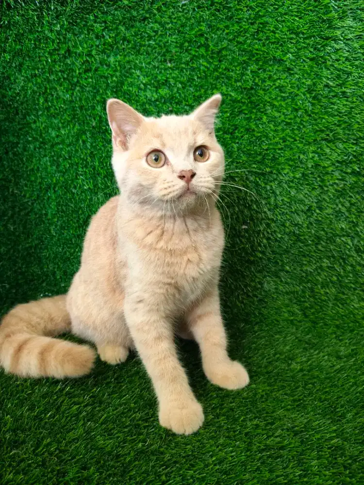 Kucing BSH Scottish Denpasar