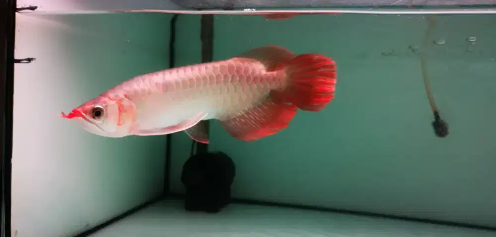 Arwana Slayer 28-30 cm