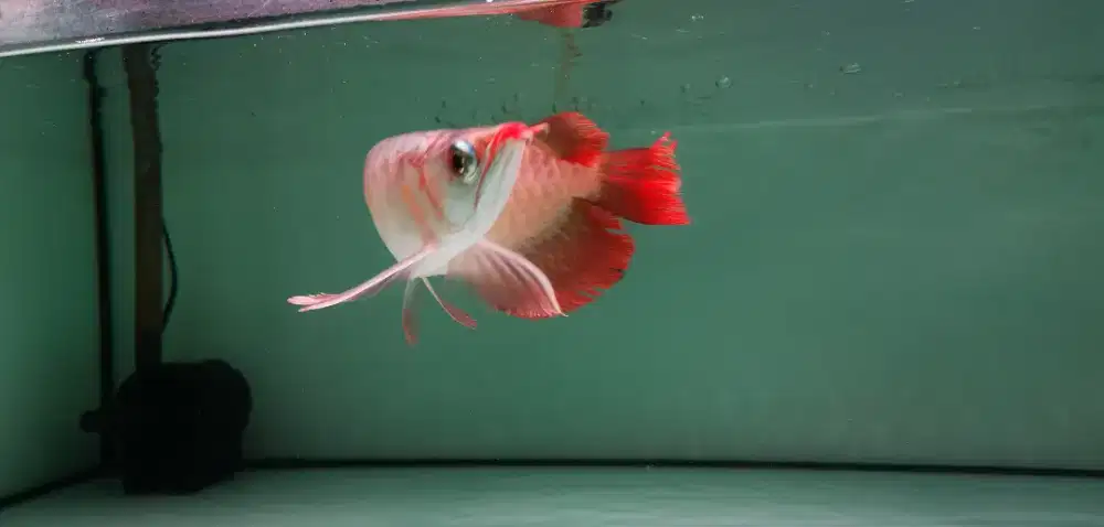 Arowana sr slayer