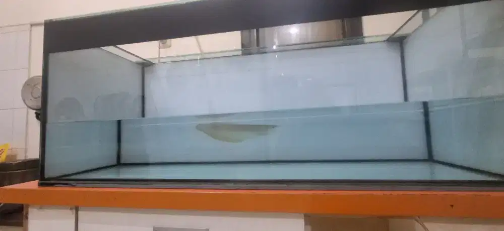 Ikan arwana silver Brasil