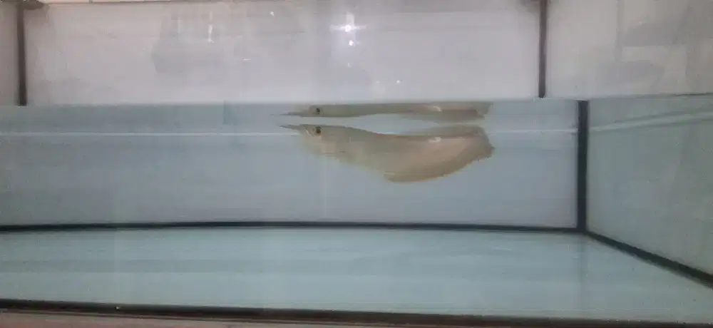 Ikan arwana silver Brasil
