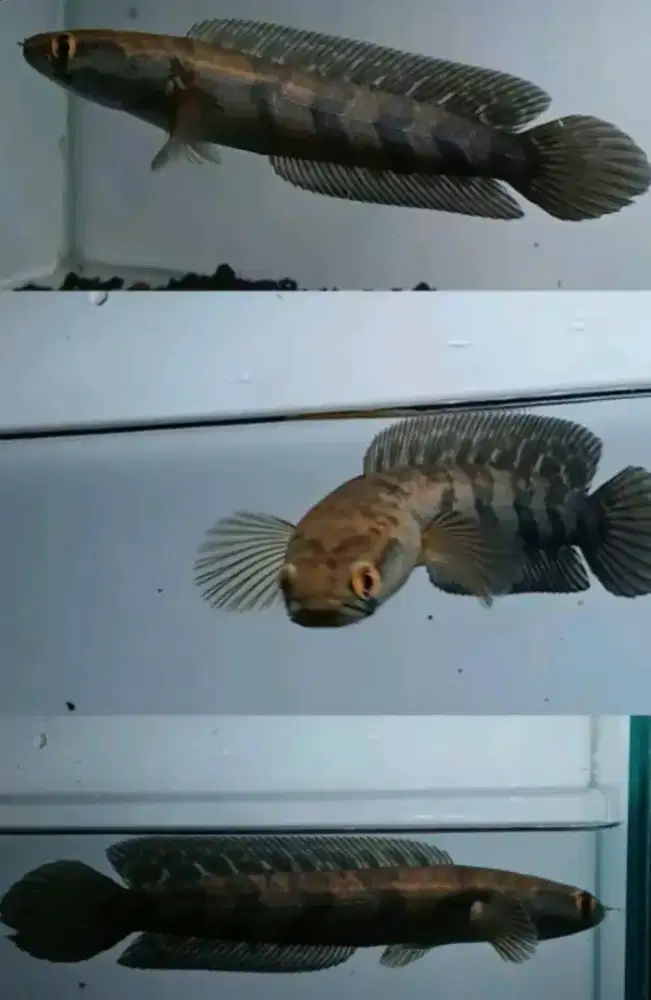 Channa red pangkalanbun