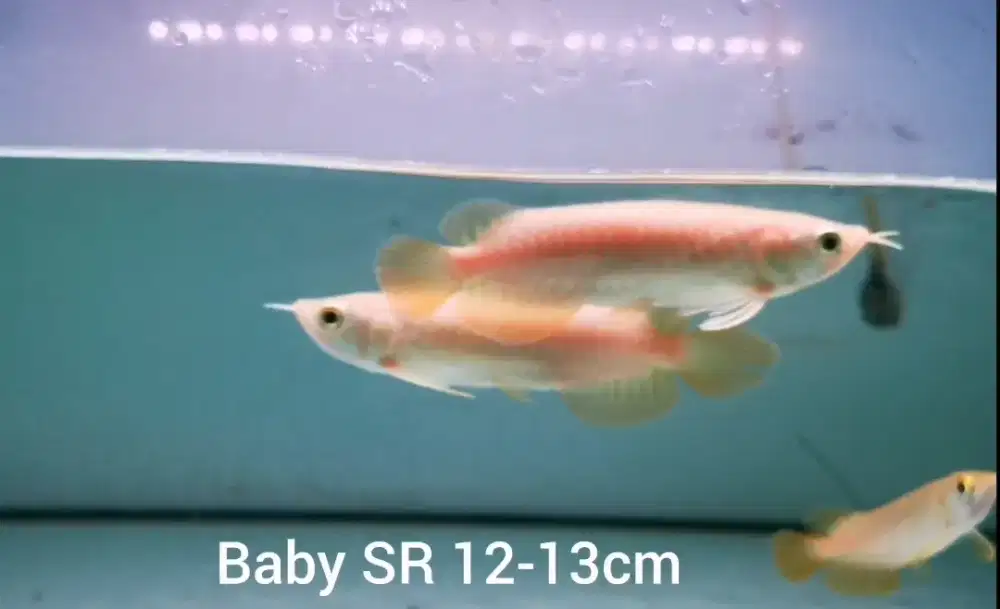 Baby arwana super red 12-13 cm