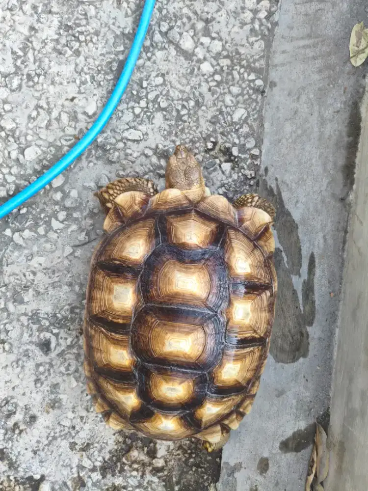 Sulcata mantap 47cm