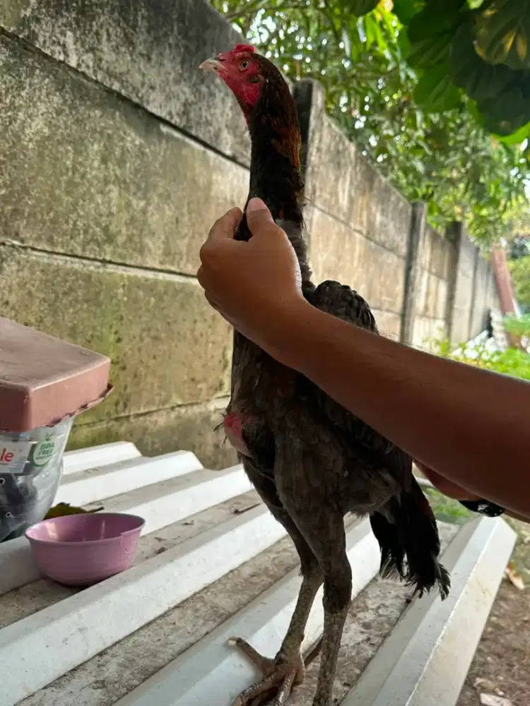 Ayam Bangkok pakoi