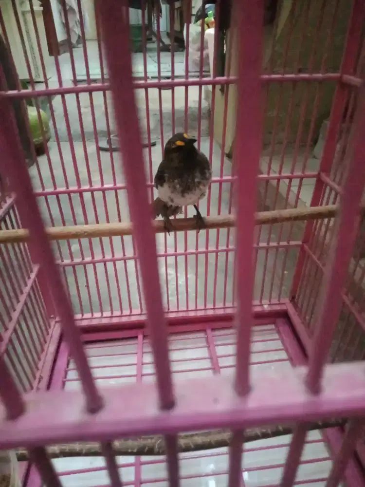 Cucak Wilis Rajin Bunyi dari Pagi Sampai Sore