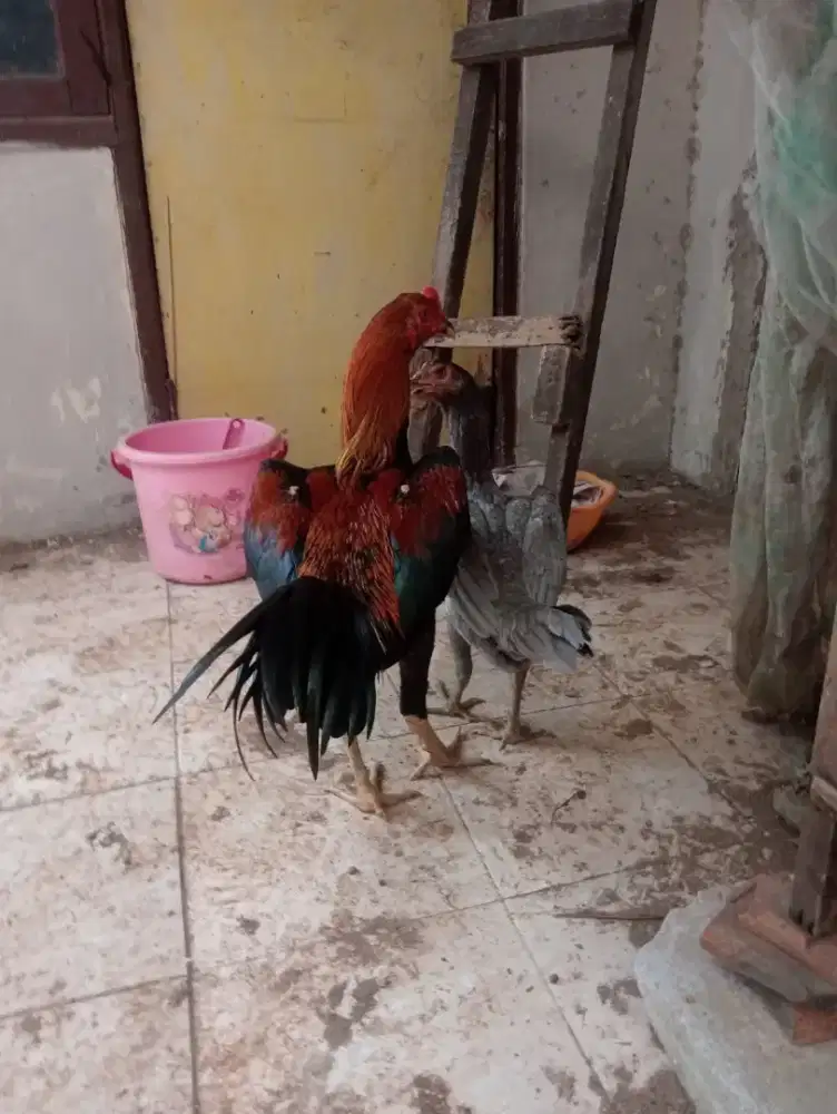 Ayam Bangkok klasik