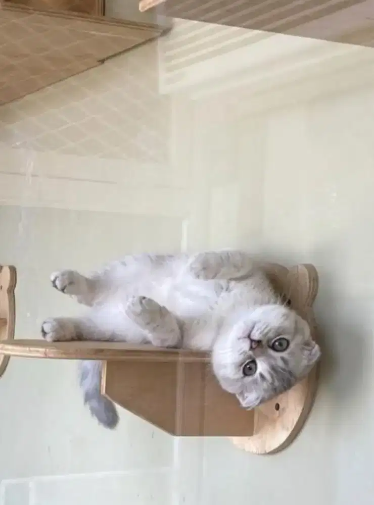 Kucing scottish fold