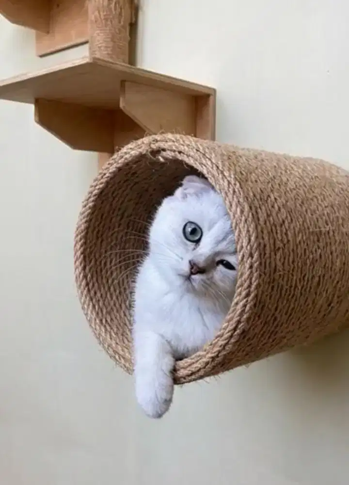 Scottish fold silver
