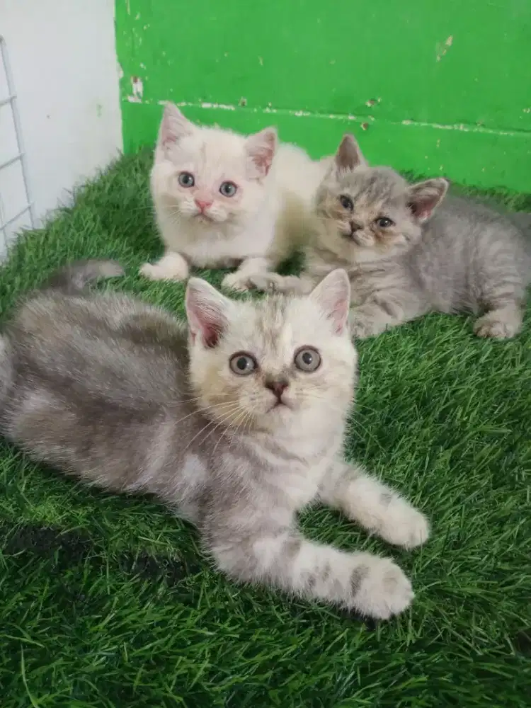 Kitten BSH fure