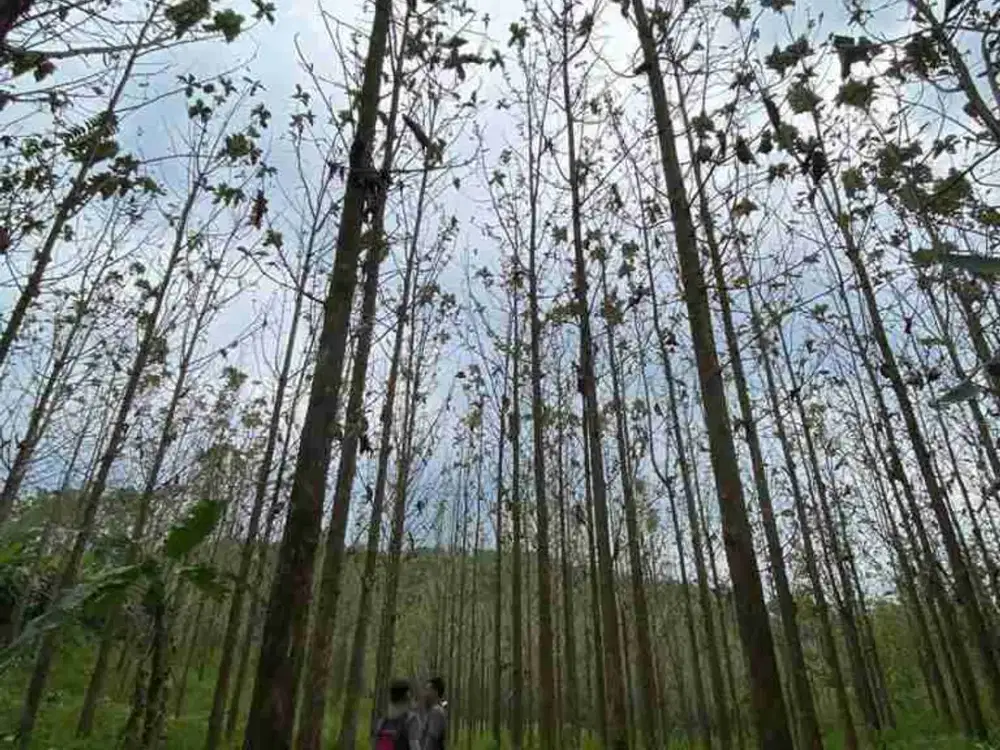 Di jual Tanah, beserta Pohon Jati & Sawah, Cikalongkulon, Cianjur, Jawa Barat