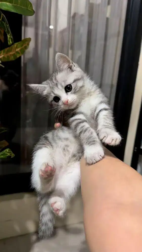 kucing kitten scottish straight