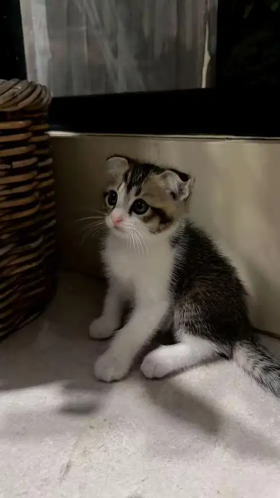Kucing kitten scottish fold