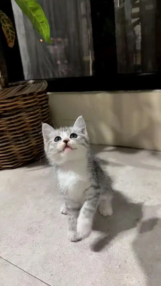 Kucing kitten scottish straight