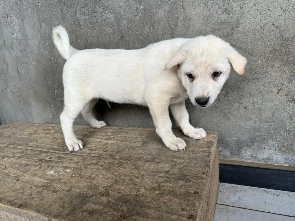 Anak Anjing Kintamani Jantan
