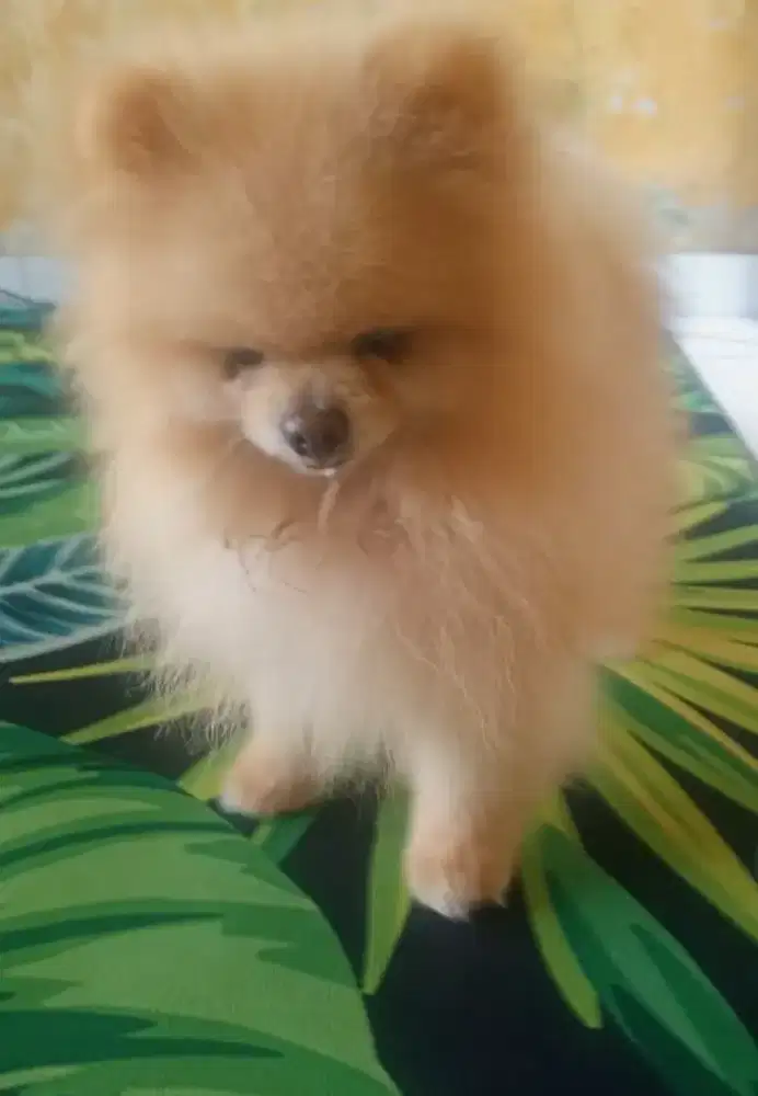 Anjing minipom jantan