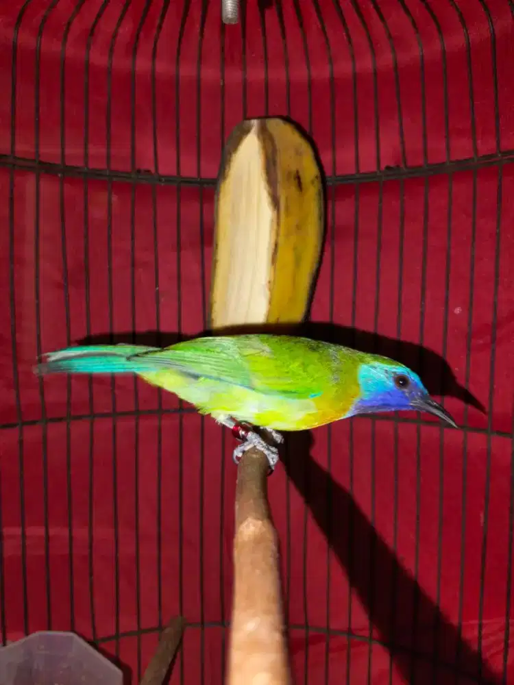 Burung ki noi jantan masteran murai kacer dll