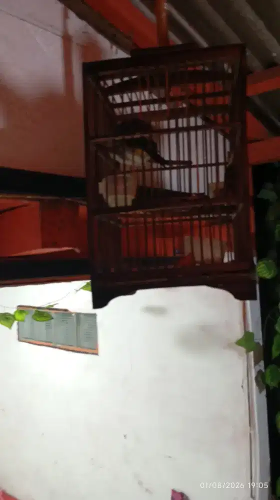 Burung kutilang gacor fulset