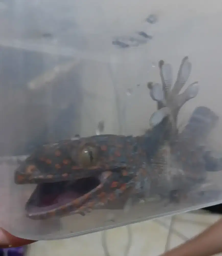 Tokek kebun JUMBO