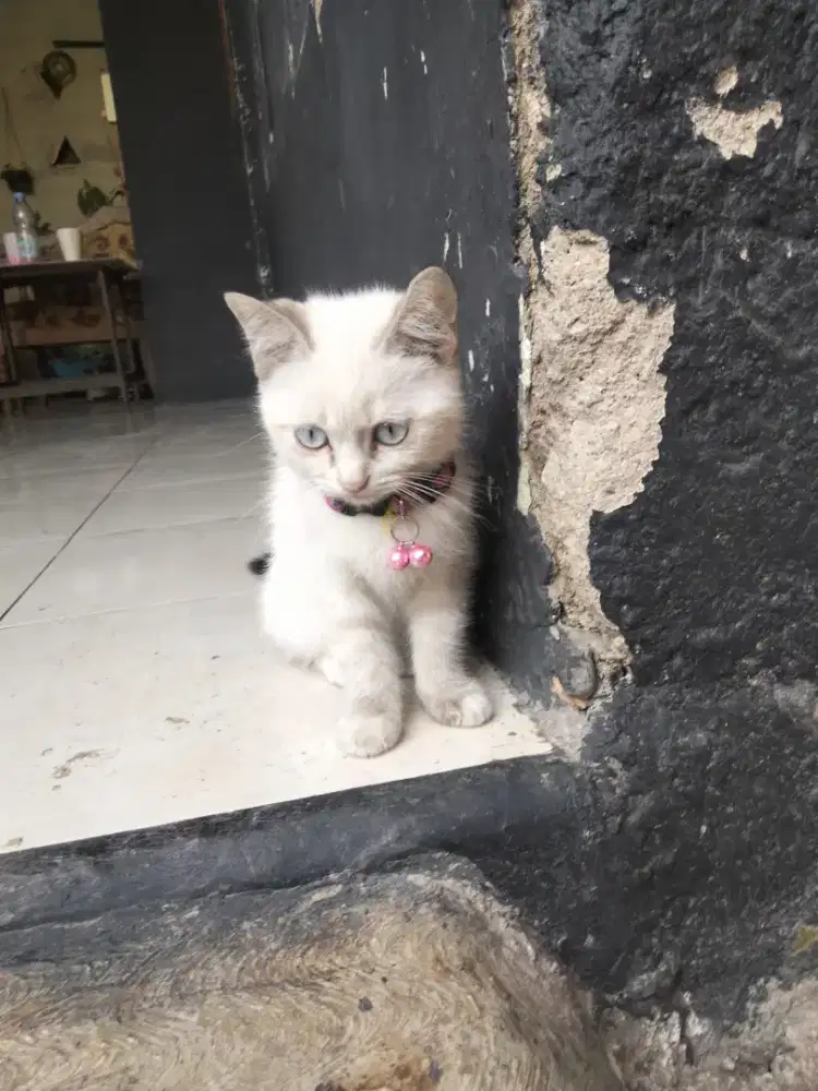 kittenn lucuuu kak.