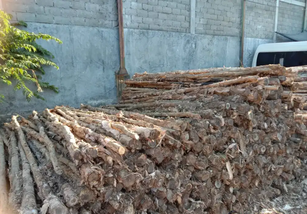 Kayu Gelam / Kayu Dolken