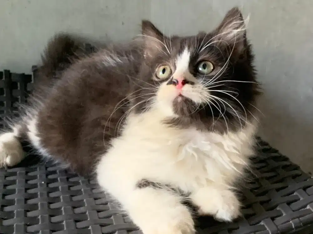 Persia kitten black n white