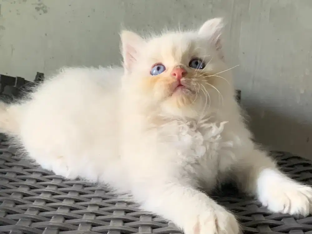 Persia kitten White