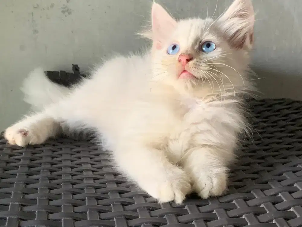 Persia kitten white blue Eyes