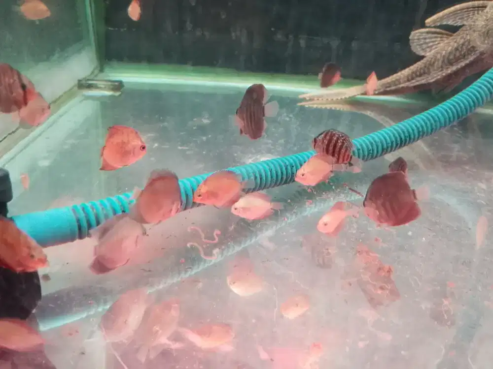 Ikan discus 1inchi