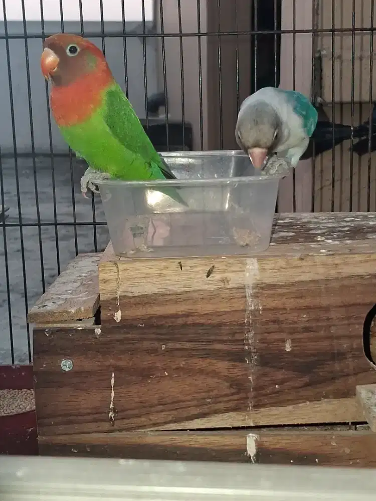 Jual burung lovebird muka salem dan blue cobalt