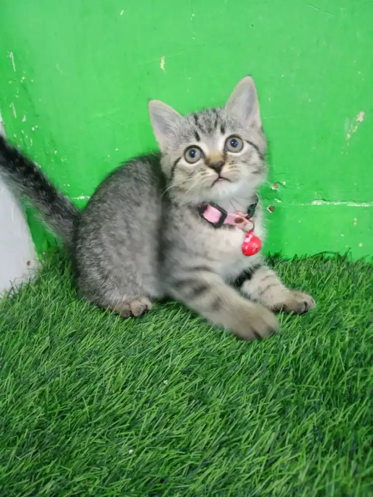 Kitten persia bulu pendek