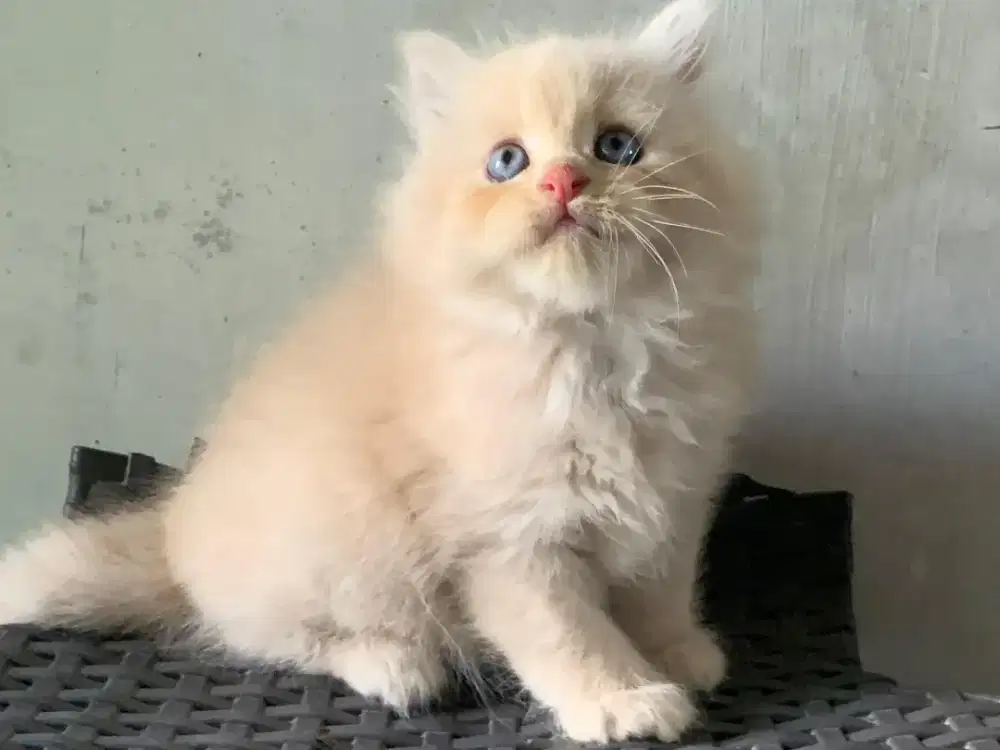 Persia kitten cream